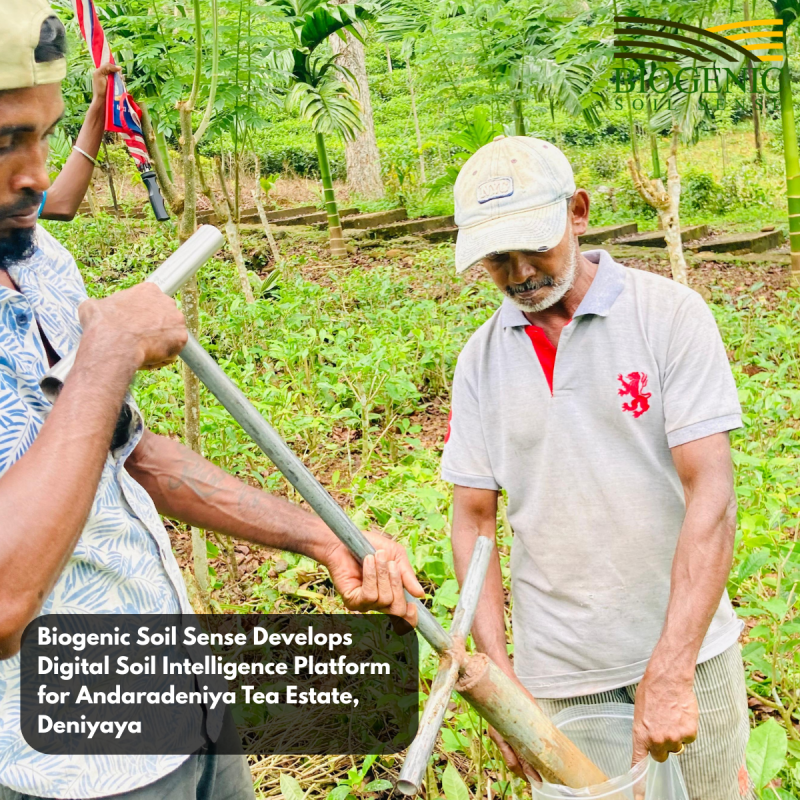 Biogenic Soil Sense Develops Digital Soil Intelligence Platform for Andaradeniya Tea Estate, Deniyaya

07 August 2026 | Andaradeniya Tea Estate, Deniyaya

Biogenic Soil Sense successfully carried out a tea estate soil nutrient analysis and digital soil intelligence platform development project at Andaradeniya Tea Estate, Deniyaya, on 07 August 2026.

The project was designed to move beyond conventional soil testing by developing a structured, location-based understanding of soil nutrient conditions across the tea-growing property.

The Biogenic Soil Sense team carried out representative soil sampling, sample preparation, rapid soil analysis, GPS-tagged soil data collection, result interpretation, and digital soil profiling to support more informed nutrient management decisions.

Through the BSS Soil Intelligence Platform, soil information can be linked to the property and maintained digitally, providing a foundation for monitoring soil conditions over time and supporting future nutrient-management decisions.

Based on the analyzed soil conditions, the results can be interpreted in relation to the specific requirements of tea cultivation, helping growers make more informed decisions regarding fertilizer application and long-term soil fertility management.

The successful work at Andaradeniya Tea Estate represents another step in expanding rapid soil testing, precision nutrient management, and digital soil intelligence within Sri Lanka’s tea sector.

Biogenic Soil Sense appreciates the cooperation extended by the estate management and staff throughout the field activities.

From a soil sample to actionable soil intelligence.

Know Your Soil. Know Your Nutrition Demand.

BiogenicSoilSense #RapidSoilTesting #NutrientAdvisory #TeaSoilTesting #TeaPlantation #SoilIntelligence #PrecisionAgriculture #Deniyaya #SoilHealth #DigitalAgriculture