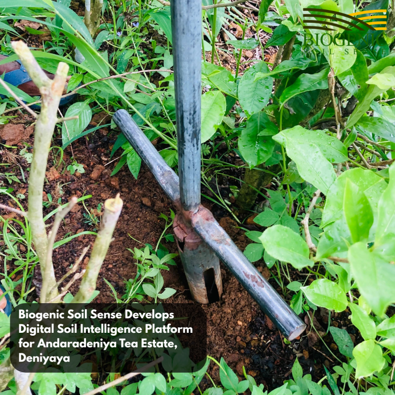 Biogenic Soil Sense Develops Digital Soil Intelligence Platform for Andaradeniya Tea Estate, Deniyaya

07 August 2026 | Andaradeniya Tea Estate, Deniyaya

Biogenic Soil Sense successfully carried out a tea estate soil nutrient analysis and digital soil intelligence platform development project at Andaradeniya Tea Estate, Deniyaya, on 07 August 2026.

The project was designed to move beyond conventional soil testing by developing a structured, location-based understanding of soil nutrient conditions across the tea-growing property.

The Biogenic Soil Sense team carried out representative soil sampling, sample preparation, rapid soil analysis, GPS-tagged soil data collection, result interpretation, and digital soil profiling to support more informed nutrient management decisions.

Through the BSS Soil Intelligence Platform, soil information can be linked to the property and maintained digitally, providing a foundation for monitoring soil conditions over time and supporting future nutrient-management decisions.

Based on the analyzed soil conditions, the results can be interpreted in relation to the specific requirements of tea cultivation, helping growers make more informed decisions regarding fertilizer application and long-term soil fertility management.

The successful work at Andaradeniya Tea Estate represents another step in expanding rapid soil testing, precision nutrient management, and digital soil intelligence within Sri Lanka’s tea sector.

Biogenic Soil Sense appreciates the cooperation extended by the estate management and staff throughout the field activities.

From a soil sample to actionable soil intelligence.

Know Your Soil. Know Your Nutrition Demand.

BiogenicSoilSense #RapidSoilTesting #NutrientAdvisory #TeaSoilTesting #TeaPlantation #SoilIntelligence #PrecisionAgriculture #Deniyaya #SoilHealth #DigitalAgriculture