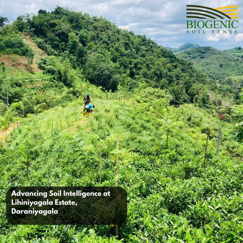 Advancing Soil Intelligence at Lihiniyagala Estate, Daraniyagala