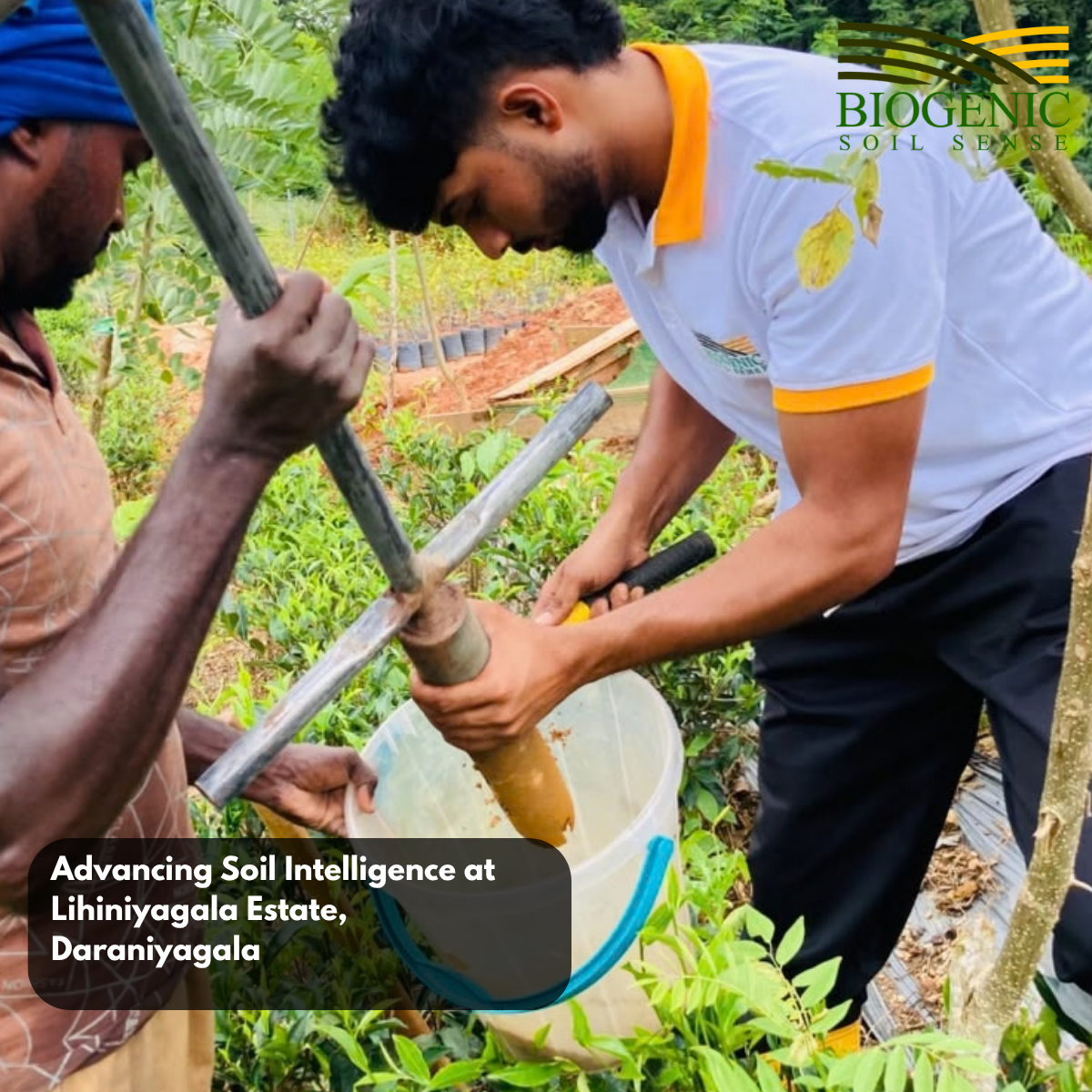 Advancing Soil Intelligence at Lihiniyagala Estate, Daraniyagala